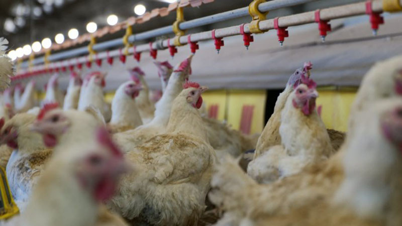 Отпускат над 21 млн. евро помощ за птицевъдите