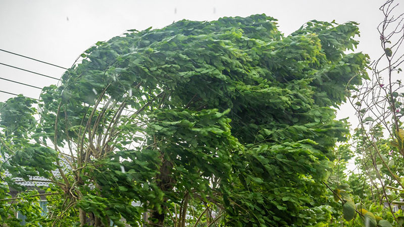 Един загина, а трима бяха ранени при инциденти, предизвикани от силен вятър в Румъния