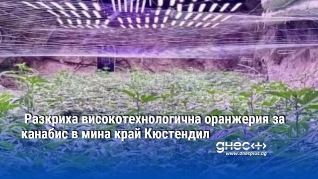 Разкриха високотехнологична оранжерия за канабис в мина край Кюстендил