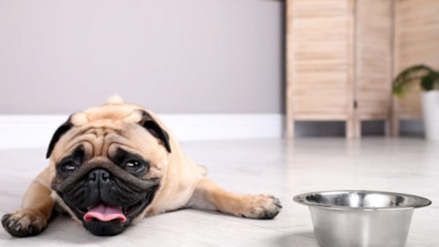 ЕС въвежда първи общи правила за защита на кучетата и котките