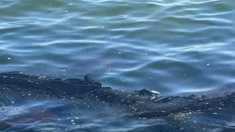 Петно от мазут на варненски плаж