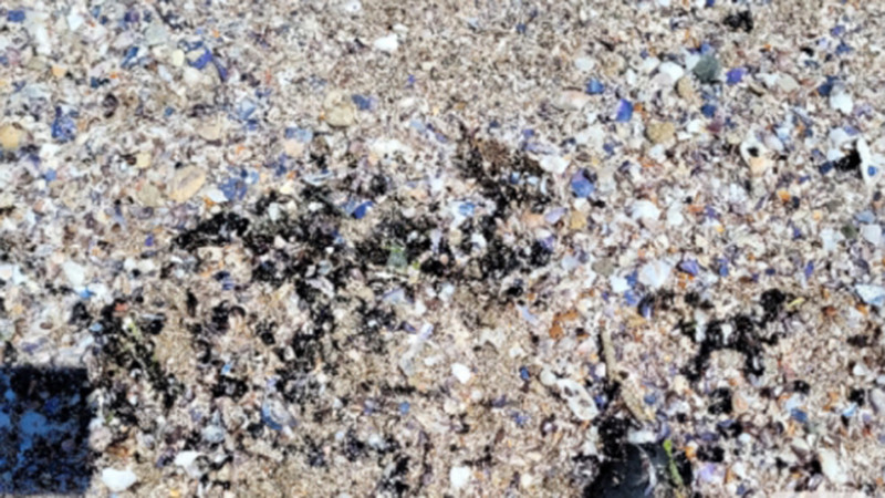 След сигнал за мазутни петна: Проверката на Басейнова дирекция не показа замърсявания