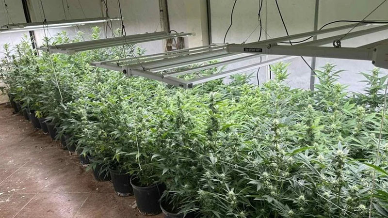 Спецакция във Варна разби поредна домашна оранжерия с марихуана