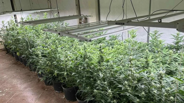 Спецакция във Варна разби поредна домашна оранжерия с марихуана