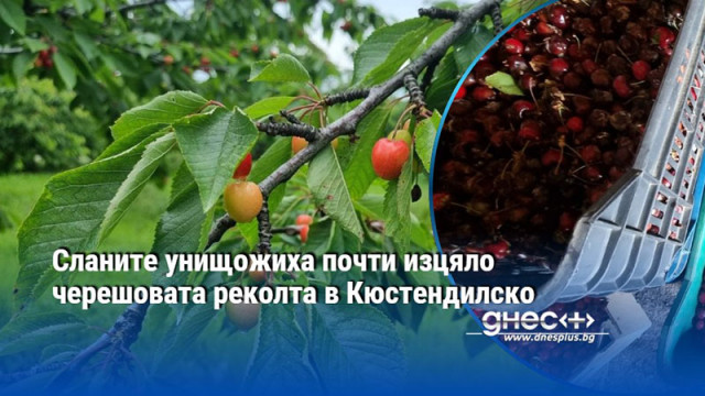 Сланите унищожиха почти изцяло черешовата реколта в Кюстендилско