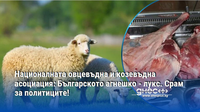 Националната овцевъдна и козевъдна асоциация: Българското агнешко - лукс. Срам за политиците!