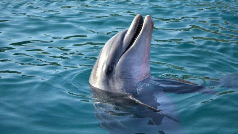 Иран проучва за използване на тренирани делфини за атаки срещу вражески кораби