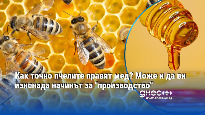 Как точно пчелите правят мед? Може и да ви изненада начинът за "производство"