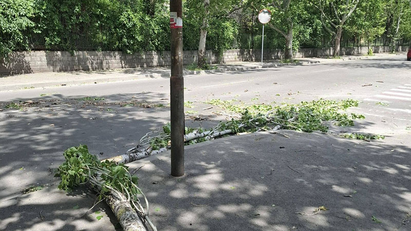 Бурен вятър прекърши клони и дървета в Русенско