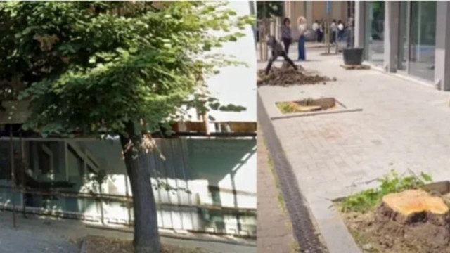 Разрешили засаждане на магнолиите 39 дни преди заповедта за отсичане на липите