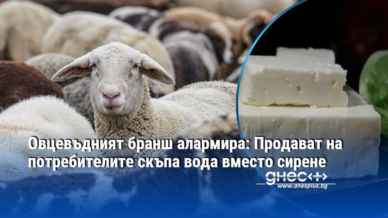 Овцевъдният бранш алармира: Продават на потребителите скъпа вода вместо сирене