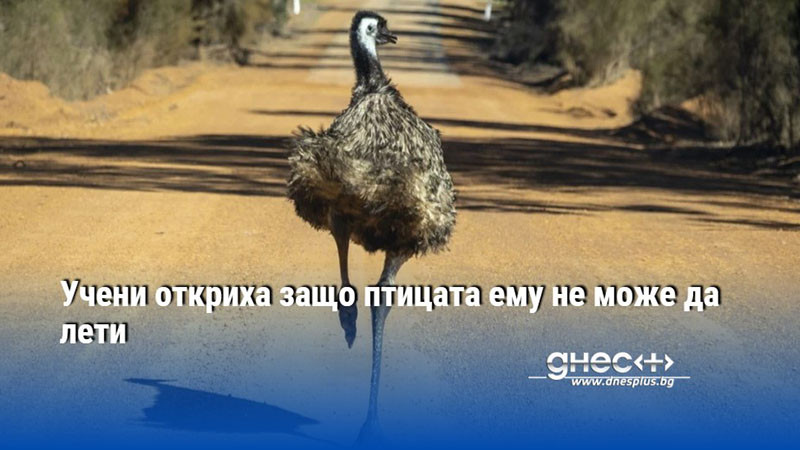 Учени откриха защо птицата ему не може да лети