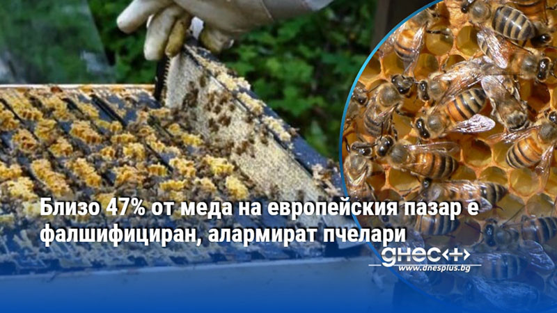 Близо 47% от меда на европейския пазар е фалшифициран, алармират пчелари