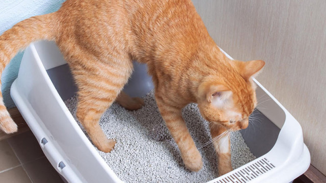 Котешка тоалетна – как да изберете най-подходящия вариант за вашата котка