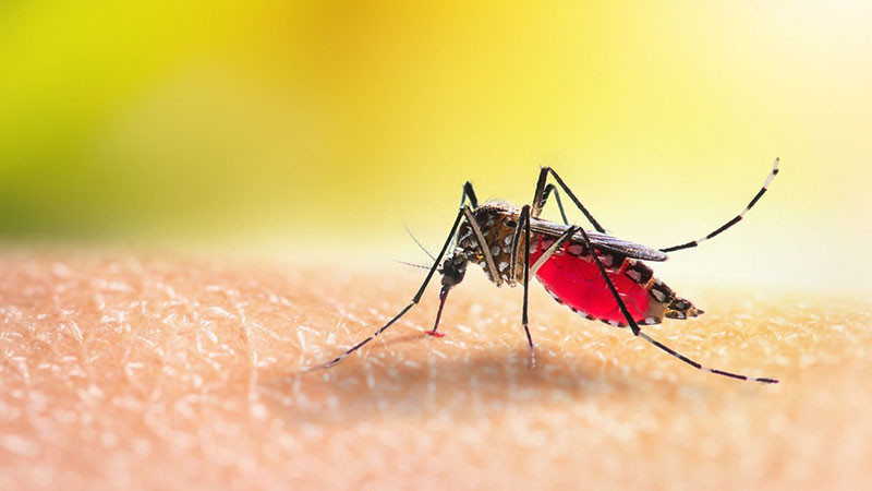 Проект Debug: Милиони биоинженерни комари на Google чакат одобрение да бъдат пуснати