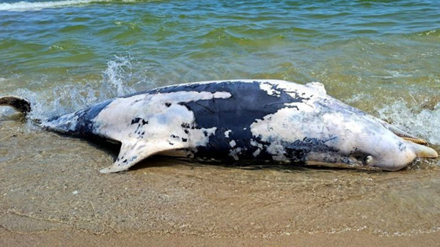 На брега на Черно море в района на Националния парк