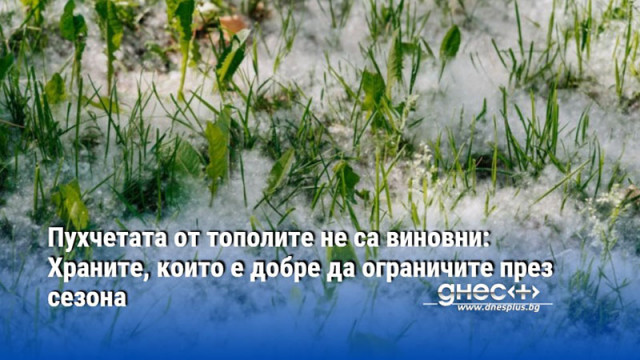 Оказва се че според лекари тополовият пух рядко предизвиква алергични