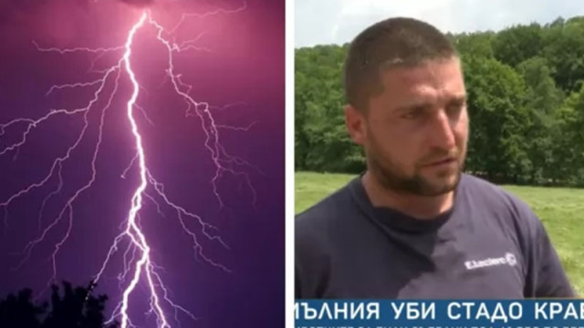 Мълния уби десетки крави и телета скрили се под дърво
