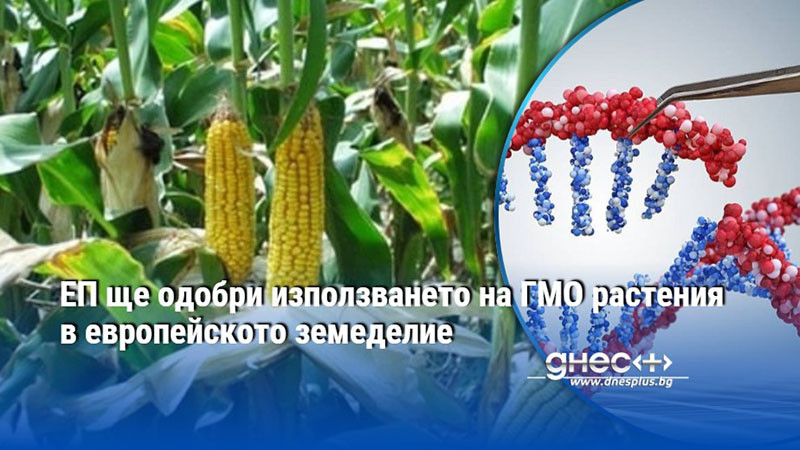 ЕП ще одобри използването на ГМО растения в европейското земеделие