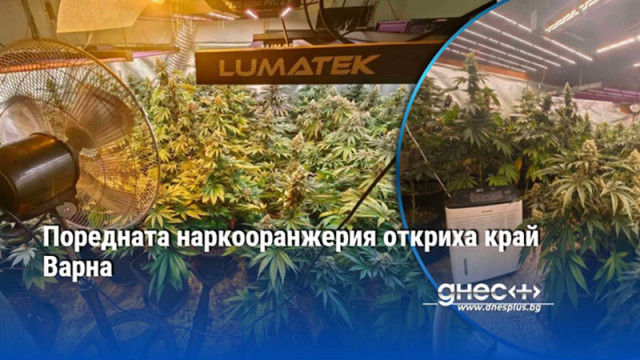 Поредната наркооранжерия откриха край Варна