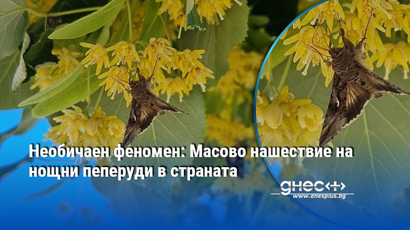 Необичаен феномен: Масово нашествие на нощни пеперуди в страната