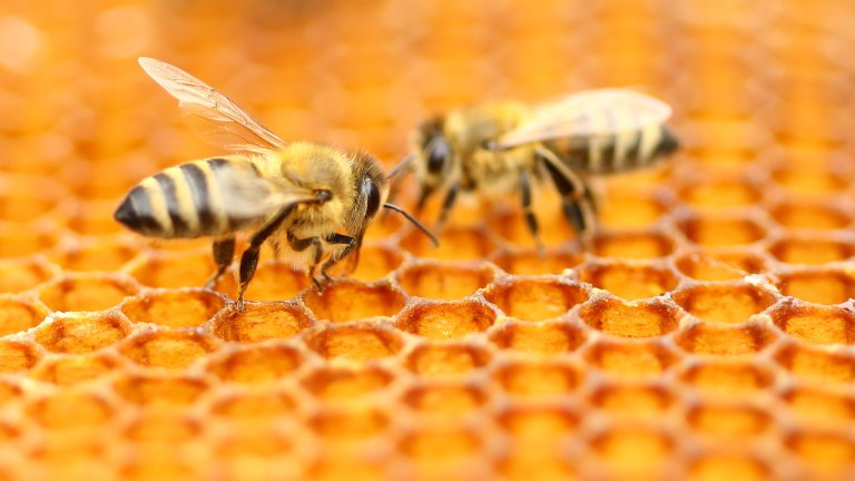 Пчелната отрова, ракът на гърдата и може ли да действа като лекарство срещу заболяването
