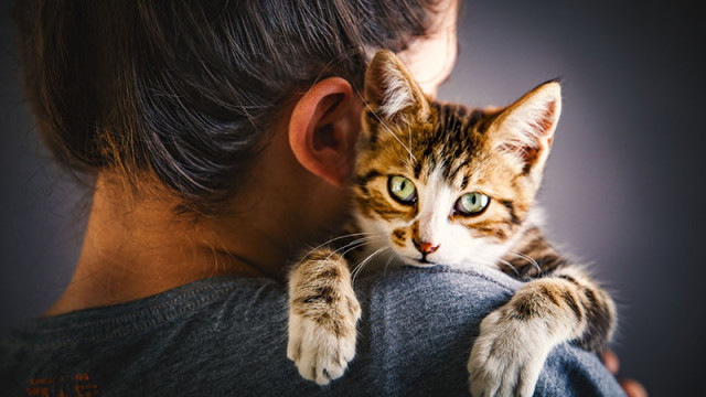 Паразитът Toxoplasma gondii който най често се разпространява чрез домашните котки