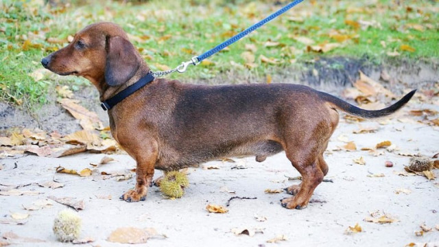 10 необичайни данъка или защо дакелите са популярни в Швеция