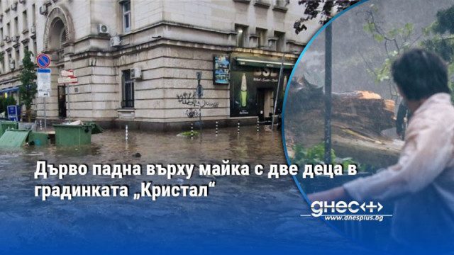 Дърво падна върху майка с две деца в градинката „Кристал“