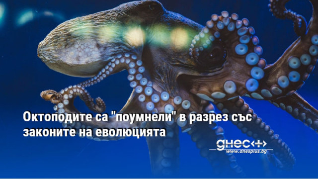 Повечето от тях водят самотен начин на живот не се