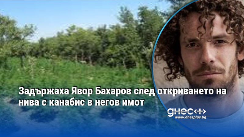 Задържаха Явор Бахаров след откриването на нива с канабис в негов имот