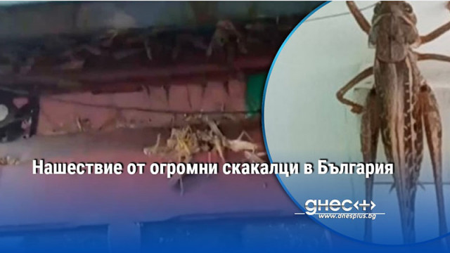 Опасни ли са насекомите за хората и земеделските култури За