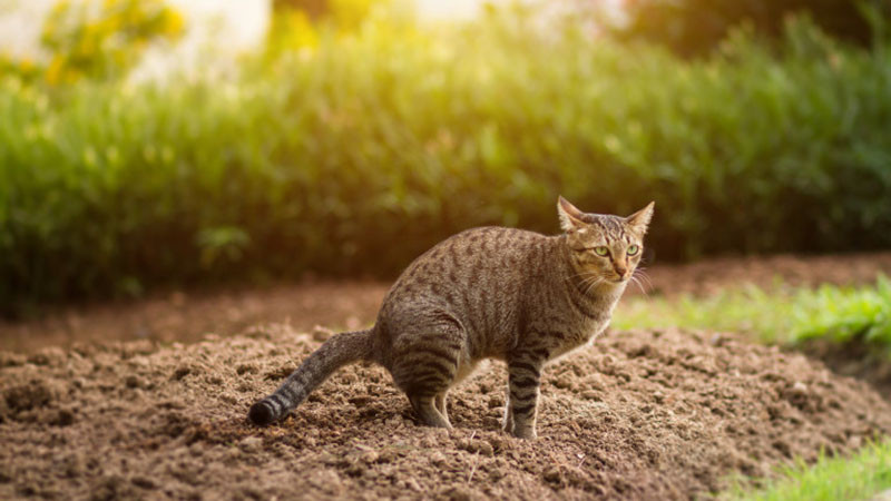 Заловиха котка, внасяла дрога в руски затвор