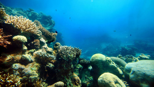 Двама плувци в морето в Италия бяха ухапани от риби във водата