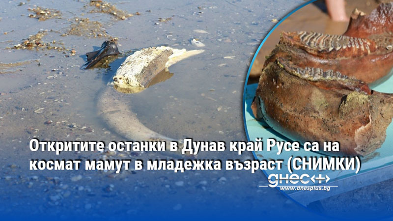 Откритите останки в Дунав край Русе са на космат мамут в младежка възраст (СНИМКИ)