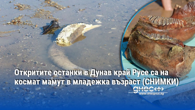 Откритите останки в Дунав край Русе са на космат мамут в младежка възраст (СНИМКИ)