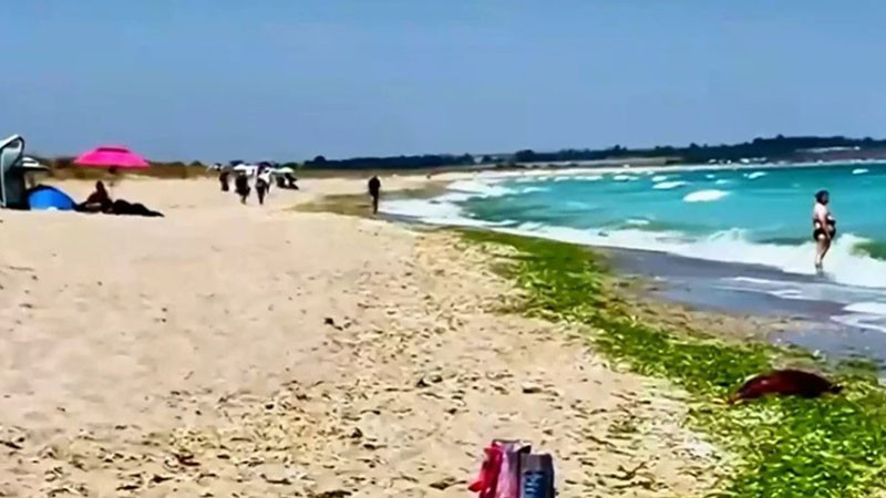 Мъртви делфини стоят с дни на плажа край Шабла