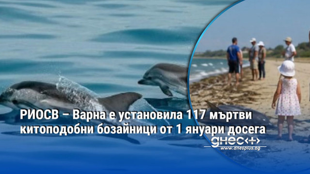 РИОСВ – Варна е установила 117 мъртви китоподобни бозайници от 1 януари досега