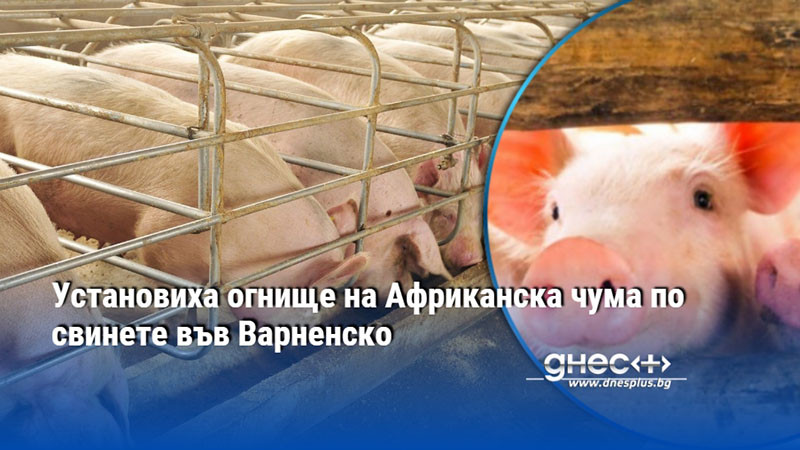 Установиха огнище на Африканска чума по свинете във Варненско