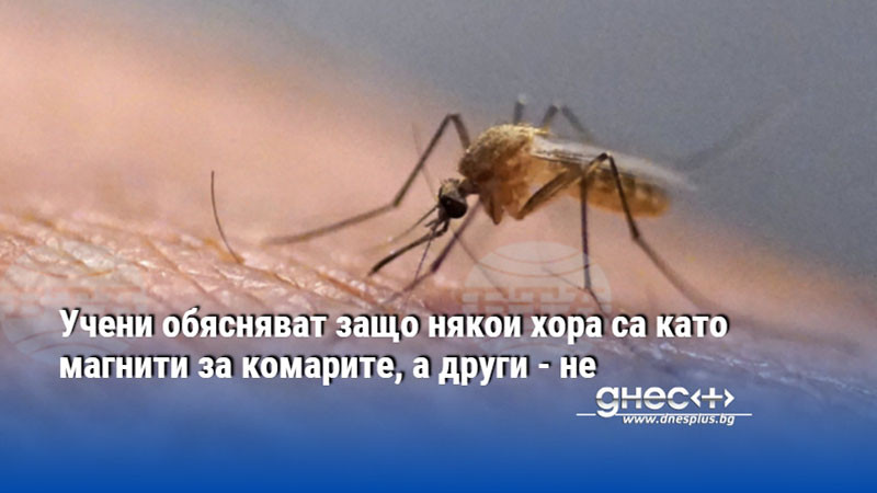 Учени обясняват защо някои хора са като магнити за комарите, а други - не