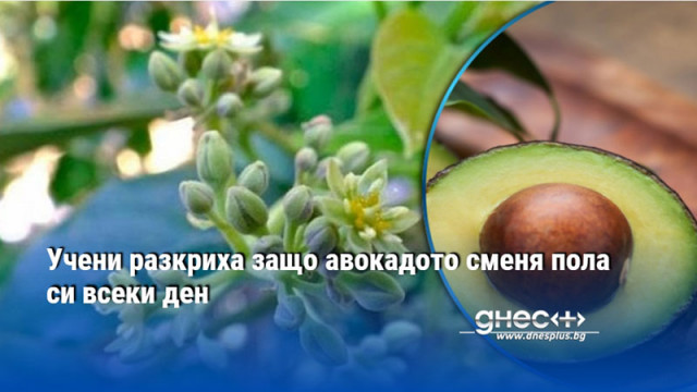 Учени разкриха защо авокадото сменя пола си всеки ден