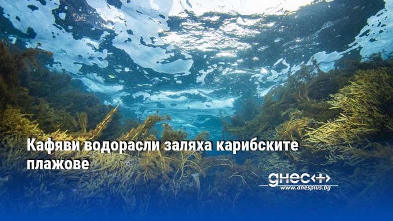 Кафяви водорасли заляха карибските плажове