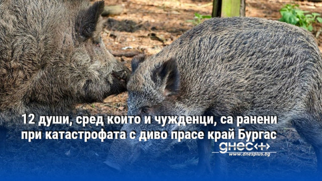 12 души, сред които и чужденци, са ранени при катастрофата с диво прасе край Бургас