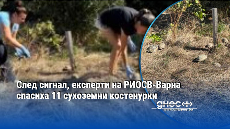 След сигнал, експерти на РИОСВ-Варна спасиха 11 сухоземни костенурки