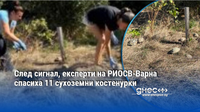 След сигнал, експерти на РИОСВ-Варна спасиха 11 сухоземни костенурки