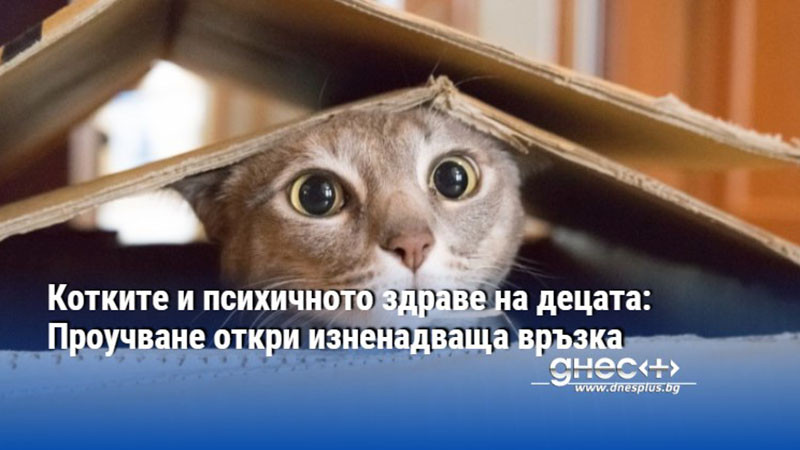 Котките и психичното здраве на децата: Проучване откри изненадваща връзка