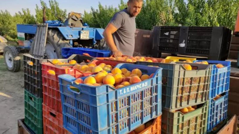 Овощари от Сливенско блокираха път заради ниските цени на прасковите