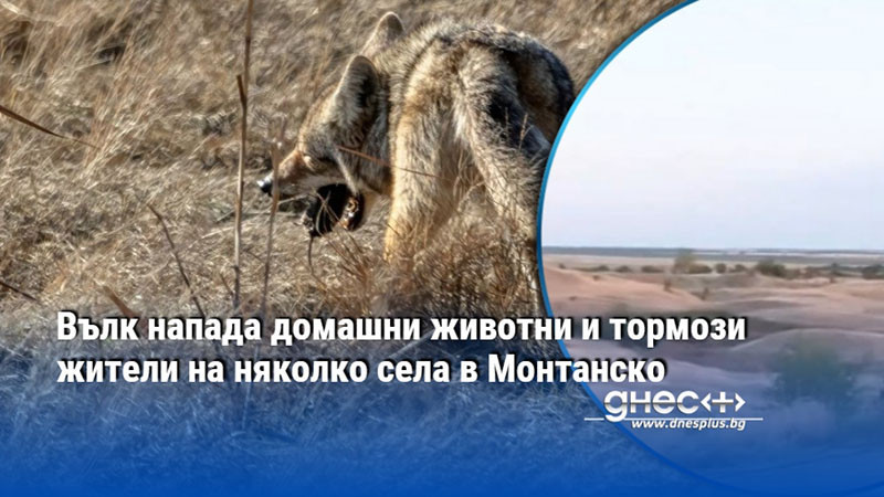 Вълк напада домашни животни и тормози жители на няколко села в Монтанско