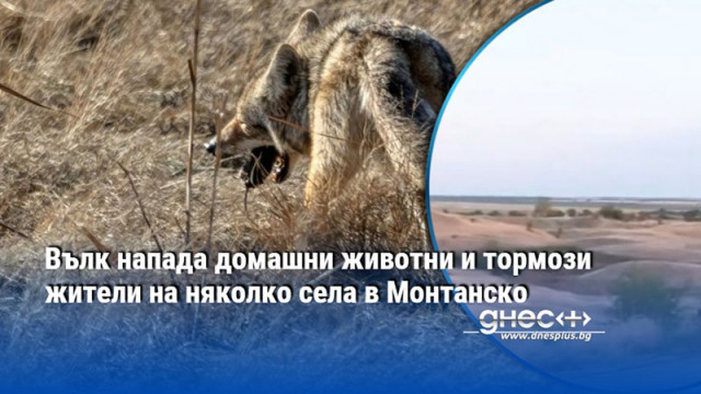 Вълк напада домашни животни и тормози жители на няколко села в Монтанско