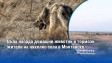 Вълк напада домашни животни и тормози жители на няколко села в Монтанско
